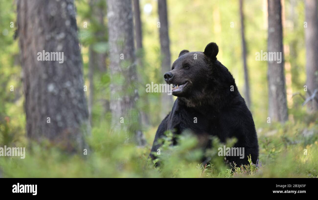 Orso marrone con bocca aperta nella foresta estiva. Verde foresta sfondo naturale. Nome scientifico: Ursus arctos. Habitat naturale. Stagione estiva. Foto Stock