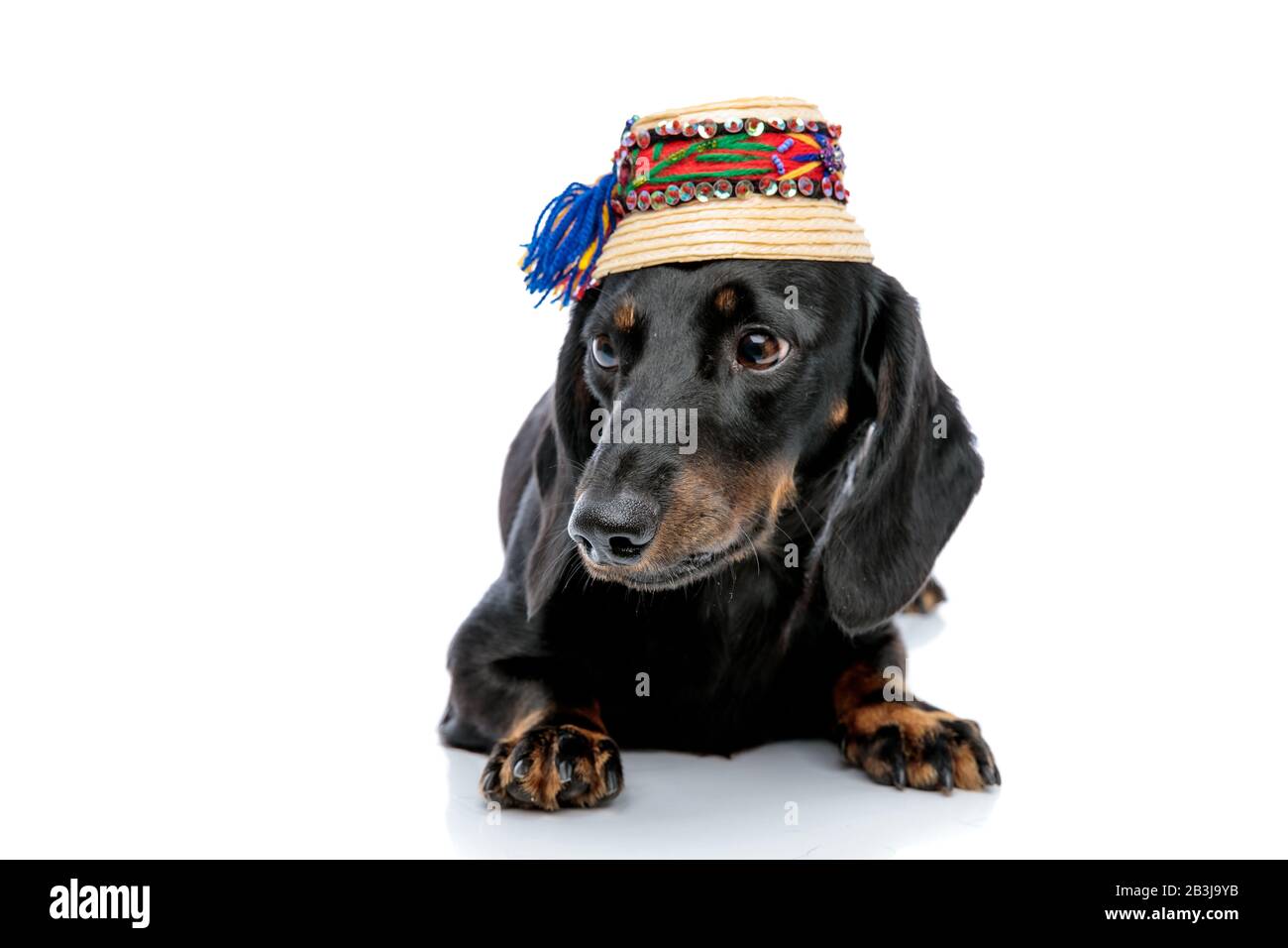 Sdraiato piccolo cane cucciolo Teckel con pelliccia nera e cappello tradizionale che guarda via su sfondo bianco studio Foto Stock