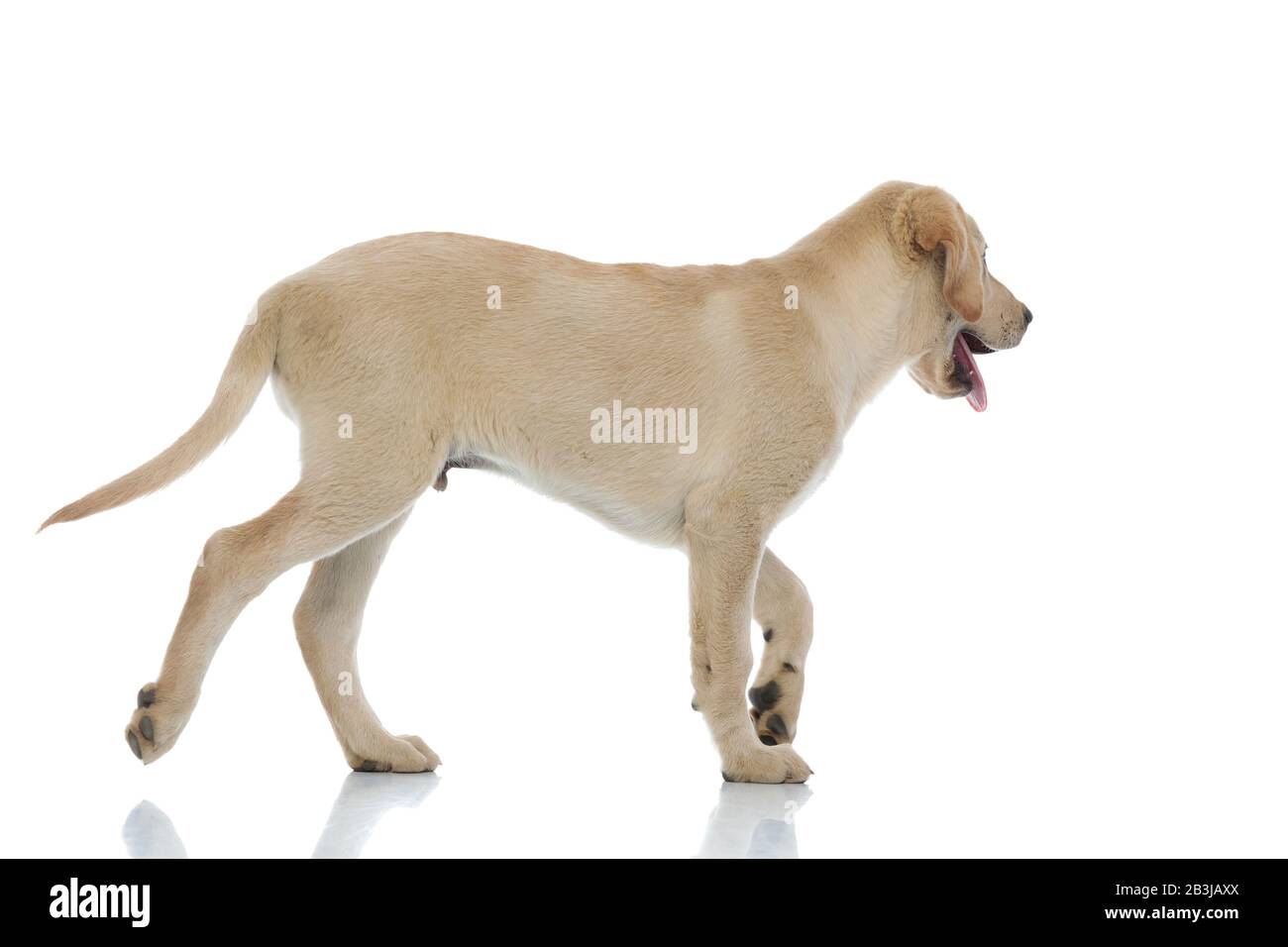 vista laterale di un cane burattino felice labrador retriever camminare su sfondo whhite Foto Stock
