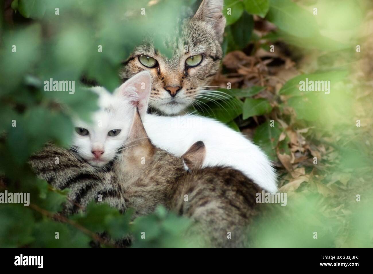 Ritratto di un gatto mamma senza tetto con due piccoli gattini sparati attraverso foglie verdi. La mummia sta alimentando i suoi bambini e prendendo la cura della sua covata. Foto Stock