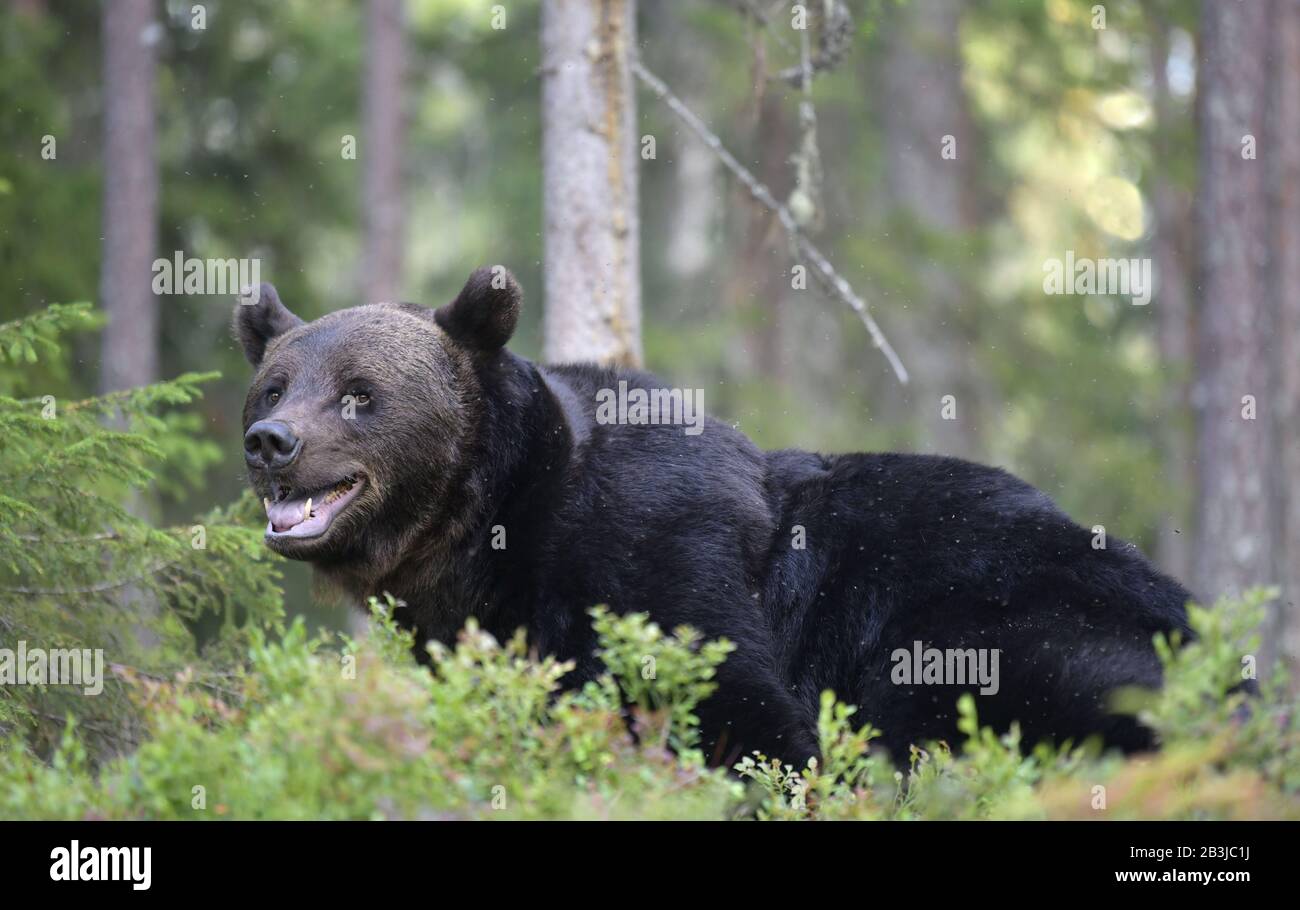 Orso marrone con bocca aperta nella foresta estiva. Verde foresta sfondo naturale. Nome scientifico: Ursus arctos. Habitat naturale. Stagione estiva. Foto Stock
