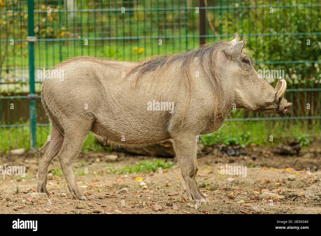 Warthog deserto (Phacochoerus aethiopicus) in piedi, zoo Foto Stock