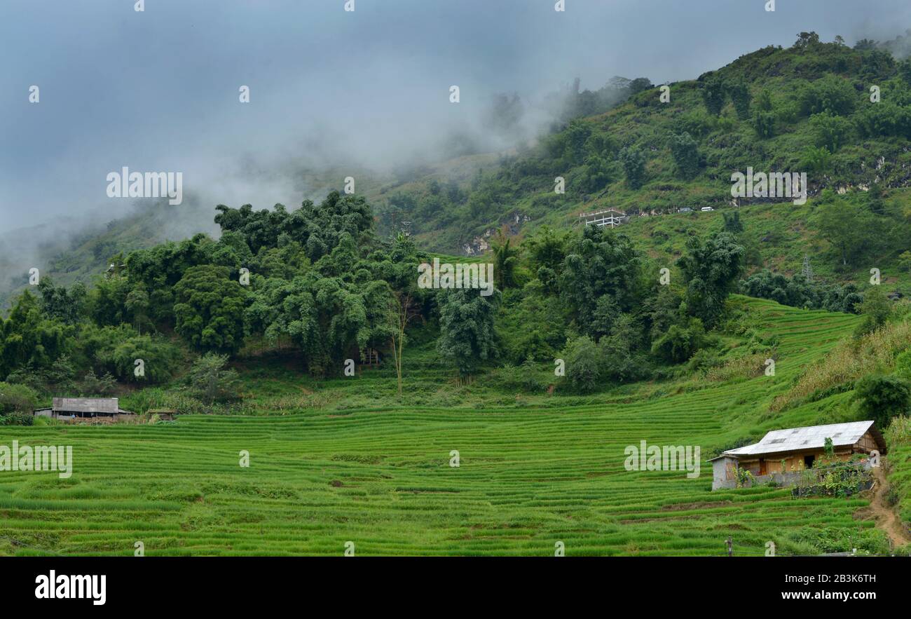 Reisfelder, Sa Pa, Vietnam Foto Stock