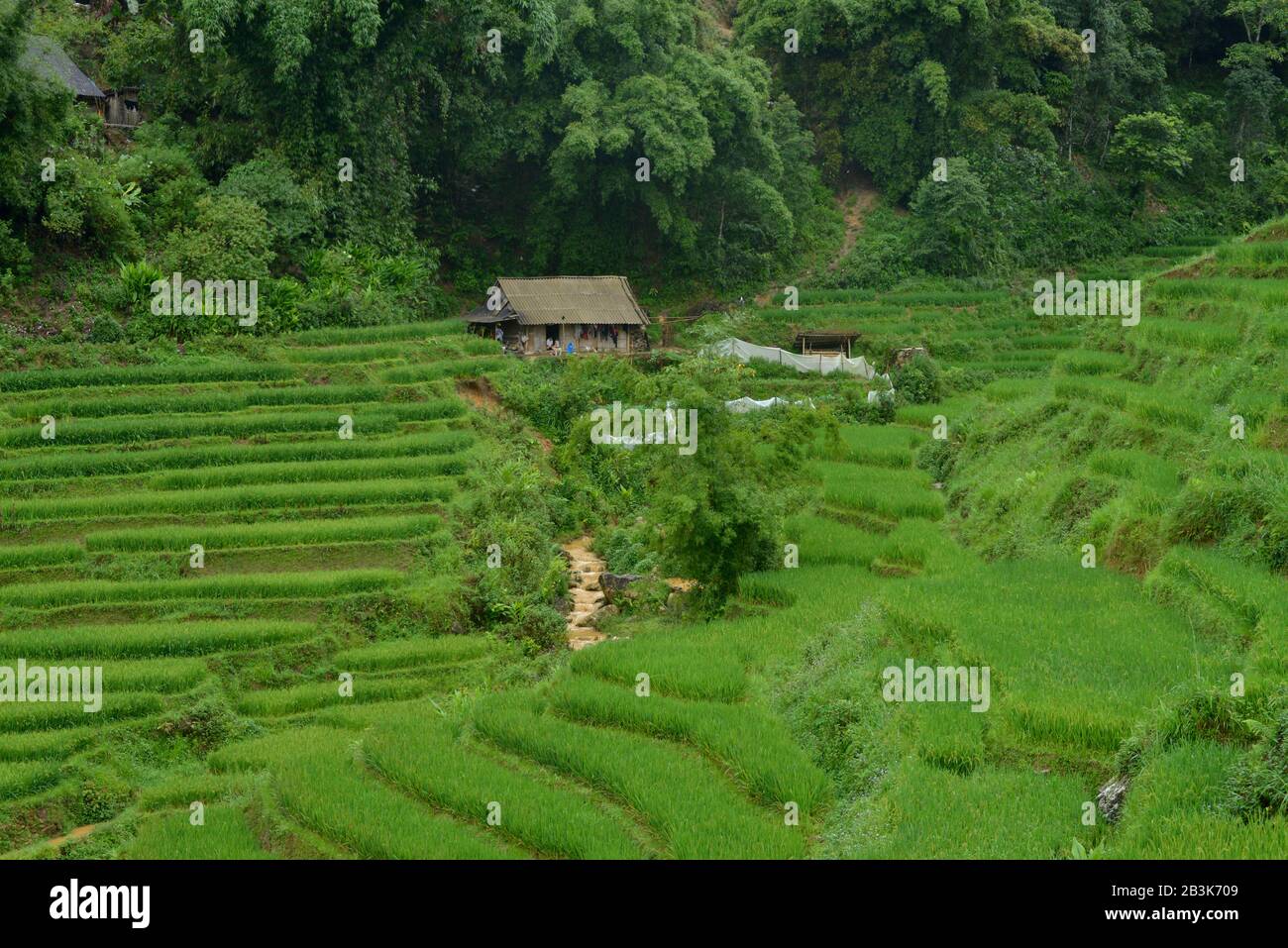 Reisfelder, Sa Pa, Vietnam Foto Stock