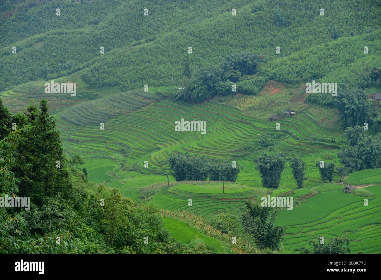 Reisfelder, Sa Pa, Vietnam Reisfelder, Sa Pa, Vietnam Foto Stock