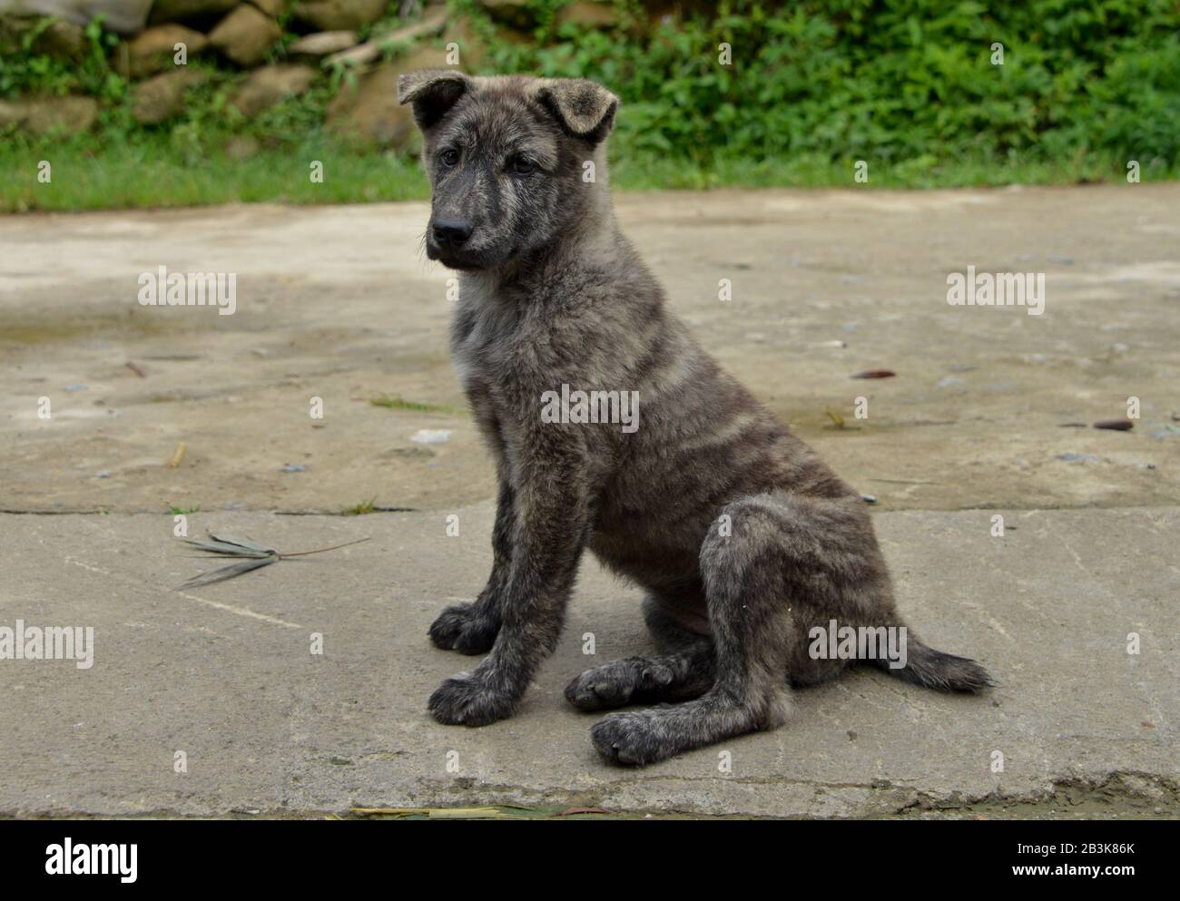 Strassenhund, Tha Pin, Vietnam Foto Stock