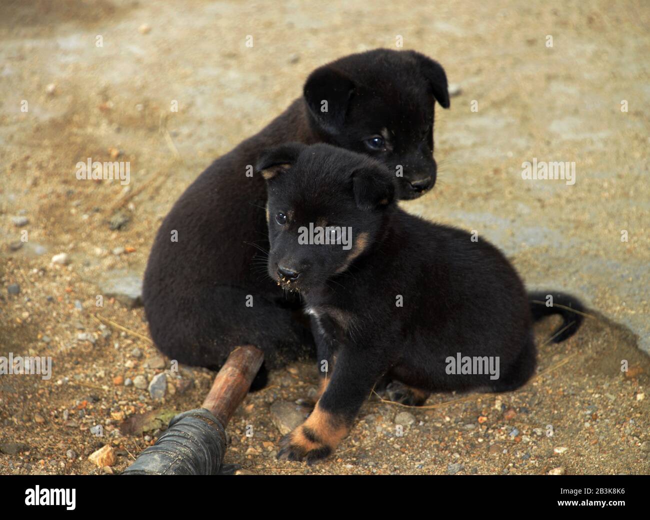 Strassenhunde, Tha Pin, Vietnam Foto Stock