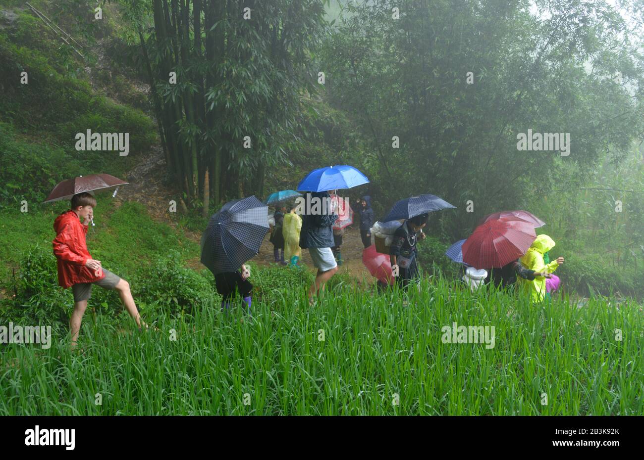 Wanderung, Reisfelder, Sa Pa, Vietnam Foto Stock