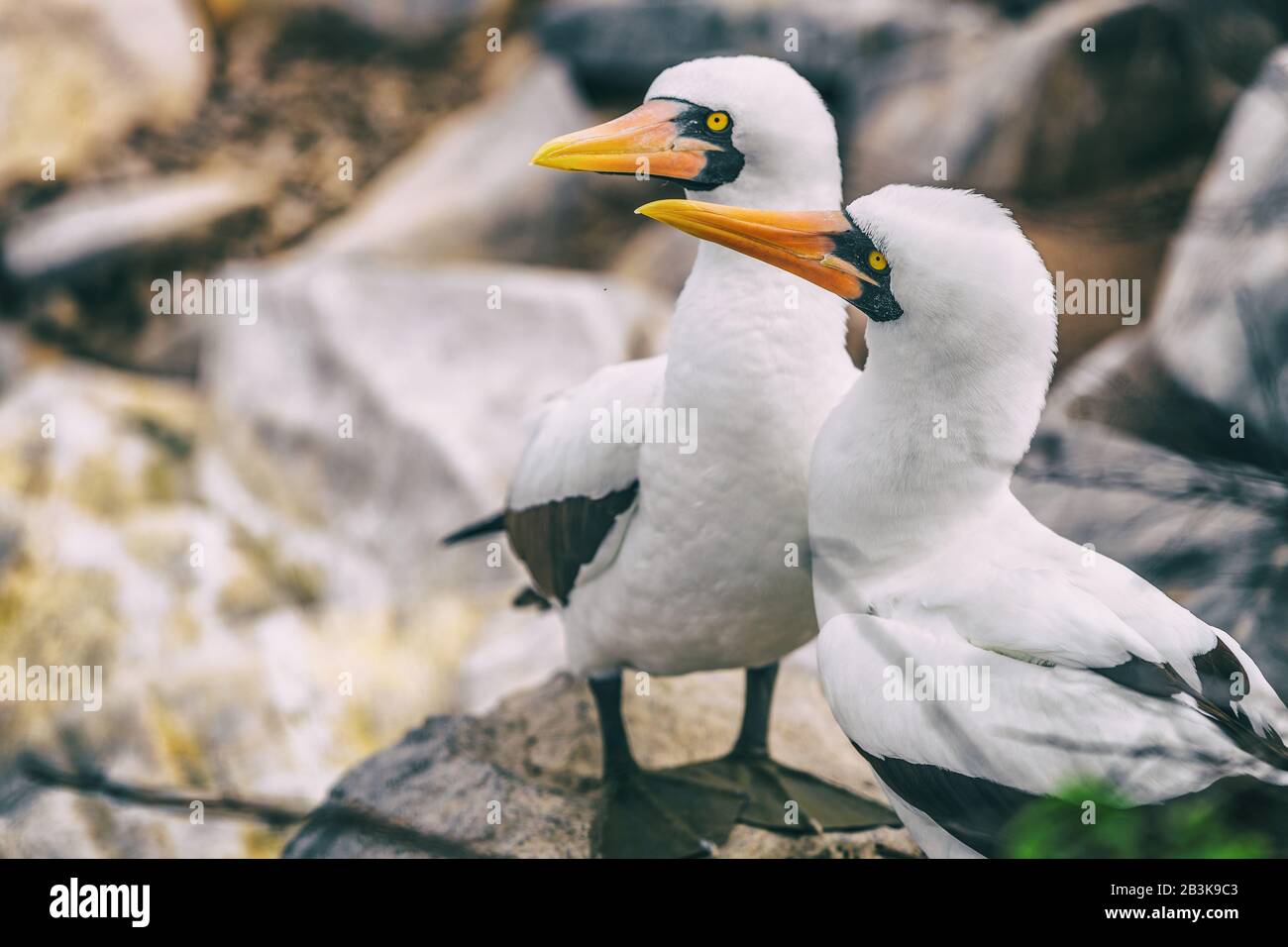 Nazca Booby - Galapagos animali e fauna selvatica. Coppia di nazca boobies nidificazione, questo uccello è nativo delle Isole Galapagos, Ecuador, Sud America. Foto Stock