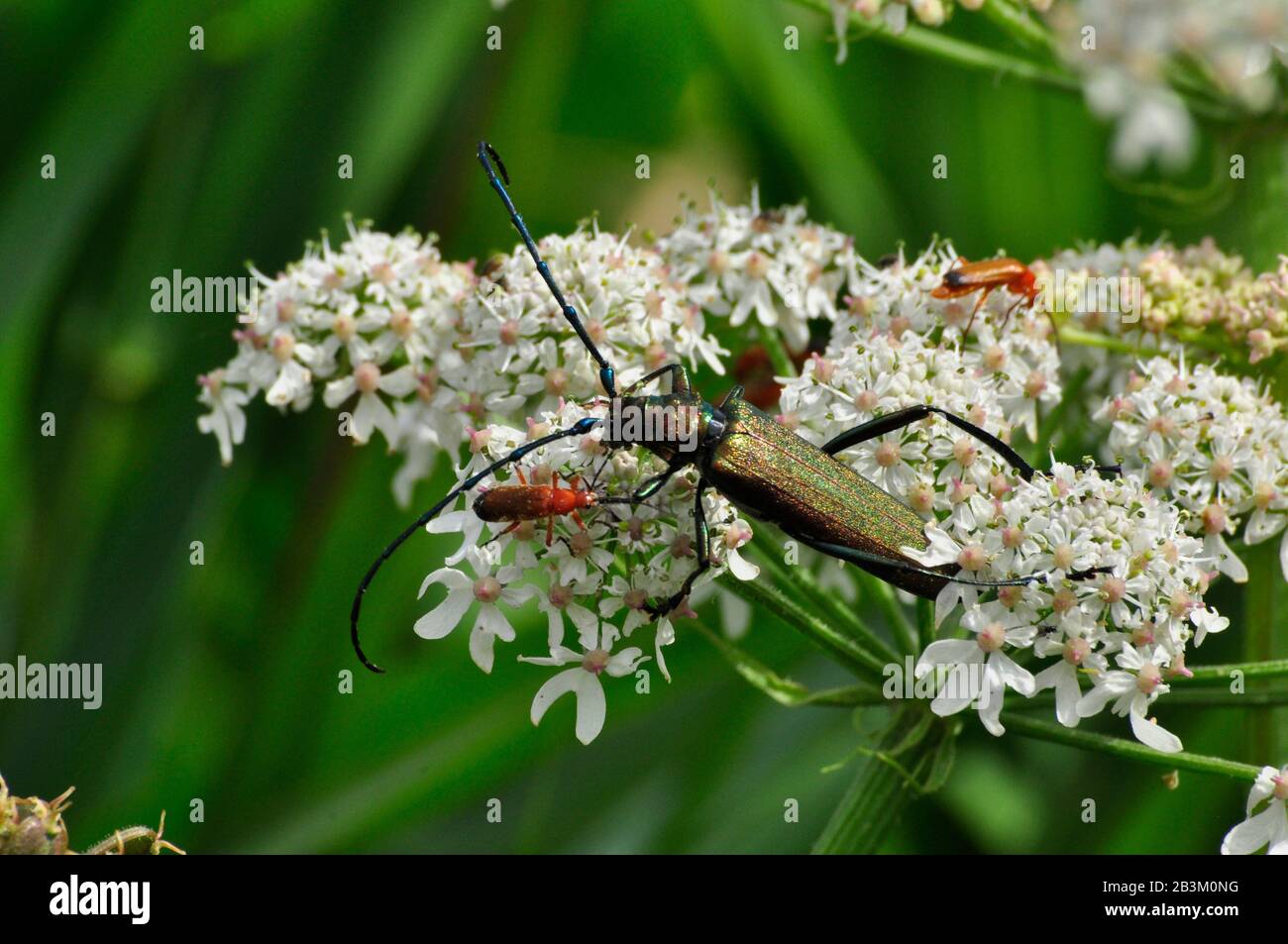 Musk Beetle, 'Aomia moschata' e più piccolo 'rhagonycha fulva' barbabietole, paludi, livelli, Somerset. Foto Stock