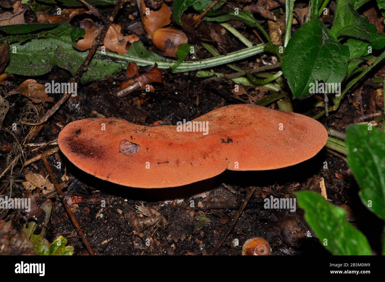 Beefsteak Fungus,'Fistulina Hepic' crescono sui tronchi e sui ceppi di vecchie querce e castagni. Foto Stock