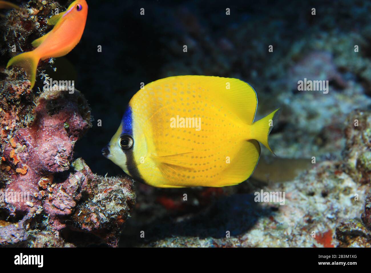 Sunburst butterflyfish (Chaetodon kleinii) sott'acqua nell'oceano indiano Foto Stock