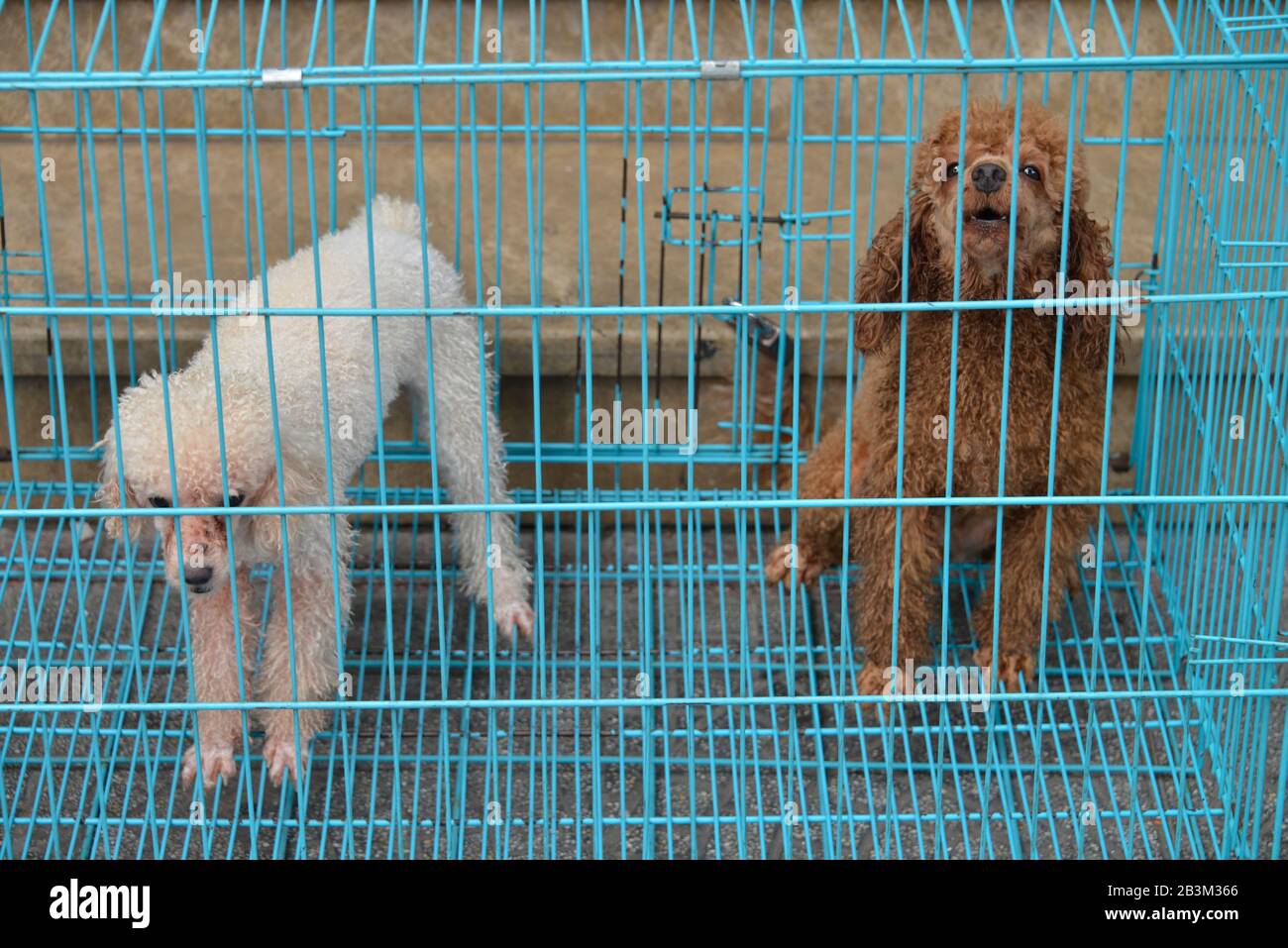 Hunde, Kaefig, Ho-Chi-Minh-Stadt, Vietnam Foto Stock