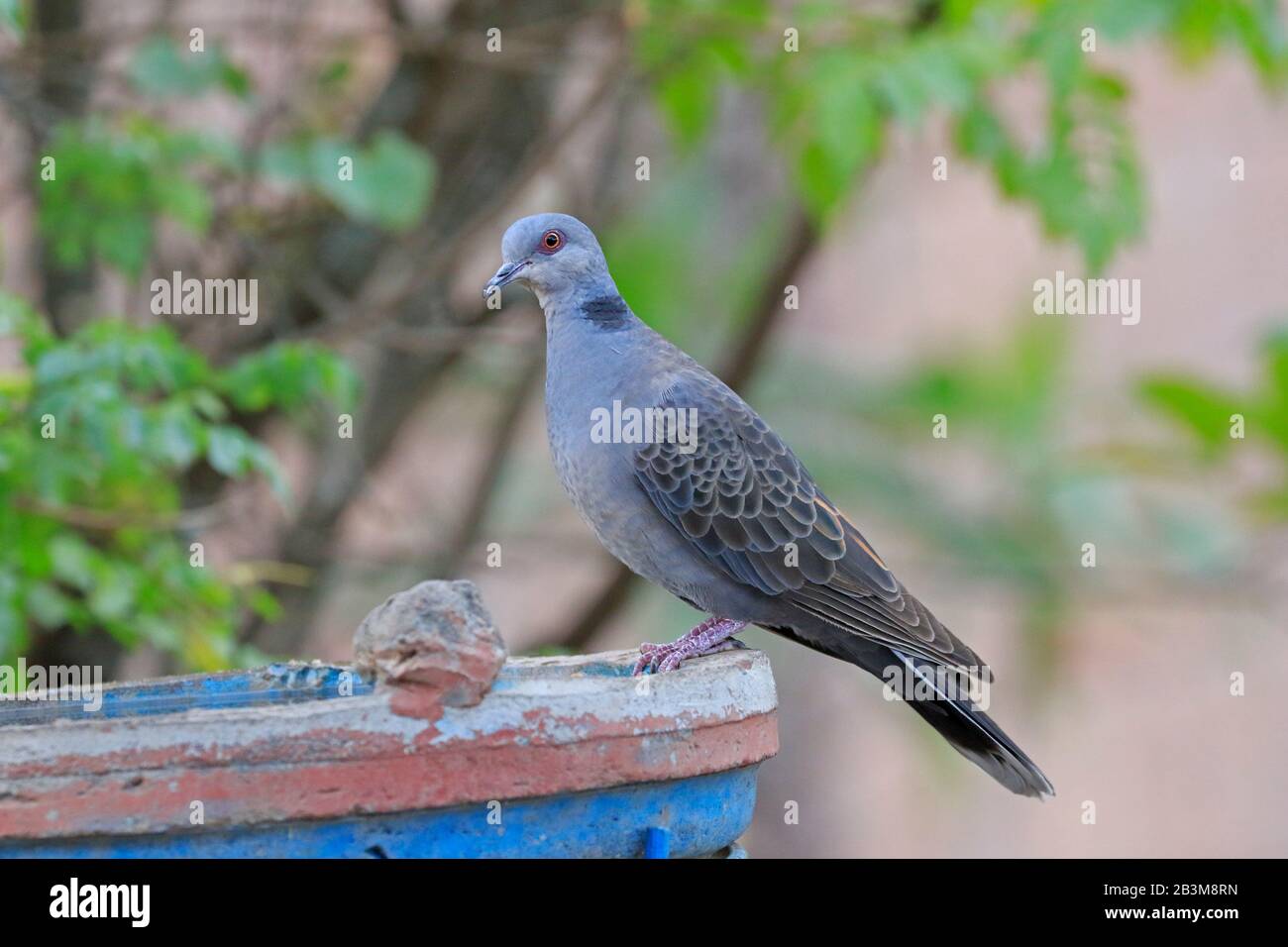 Dusky Turtle dove su un'acqua attraverso Lalibela Etiopia Foto Stock