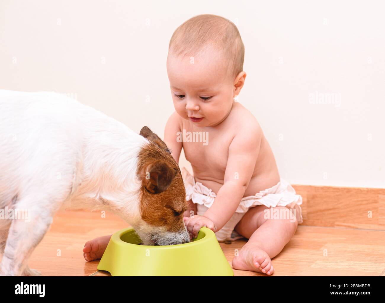 Baby ragazza che alimenta il cane da ciotola seduta sul pavimento Foto Stock