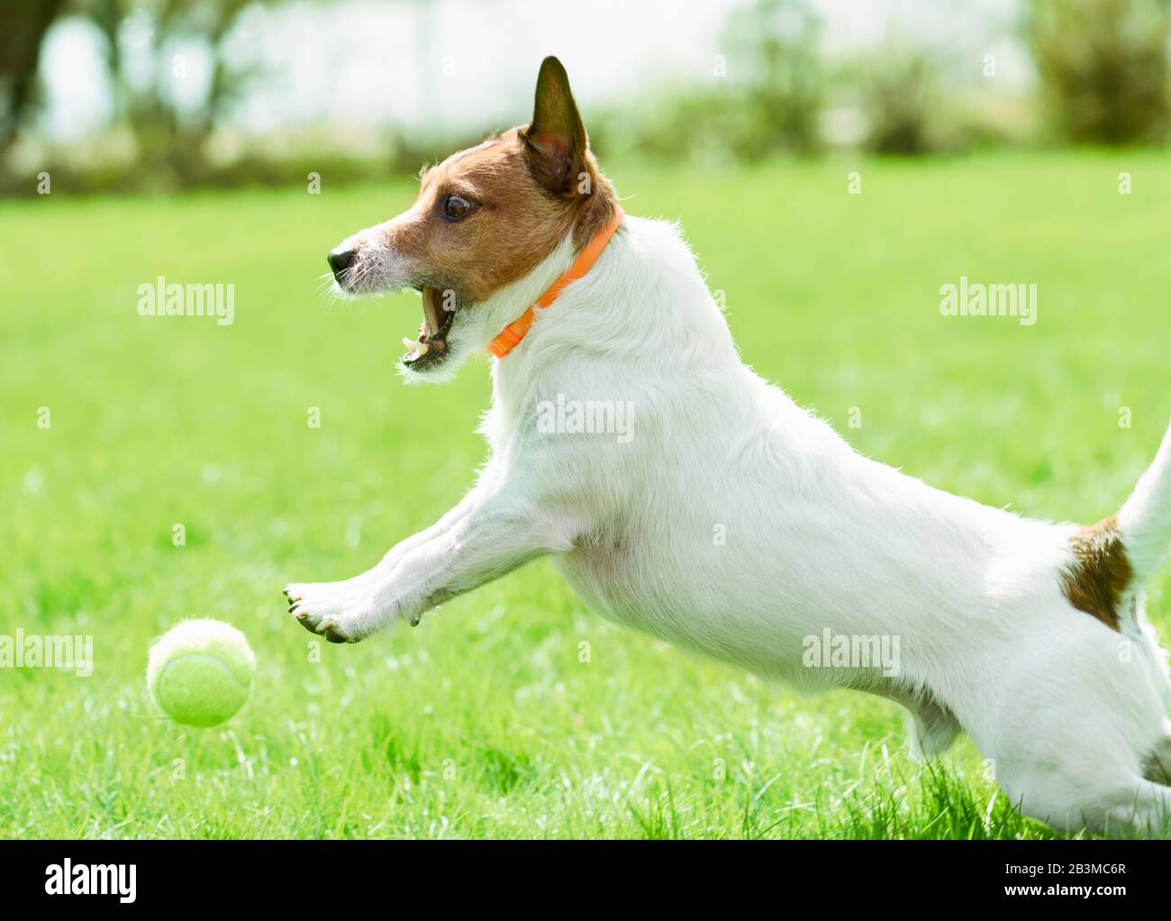 Cane che indossa anti-pulce e tick collar giocando attivamente sul prato del cortile posteriore Foto Stock