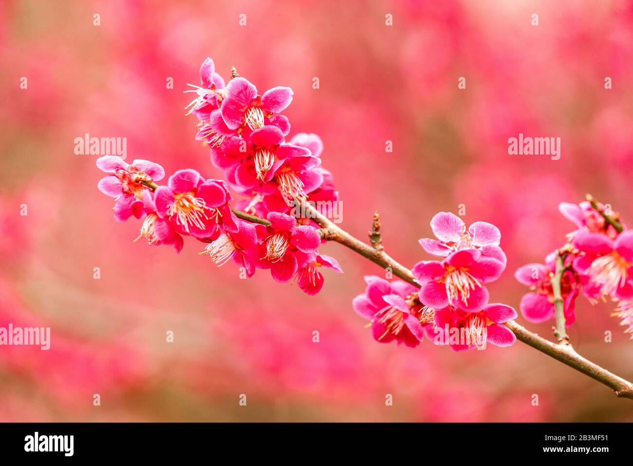 Prunus mume Beni-Chidori, fiore di primo piano Foto Stock