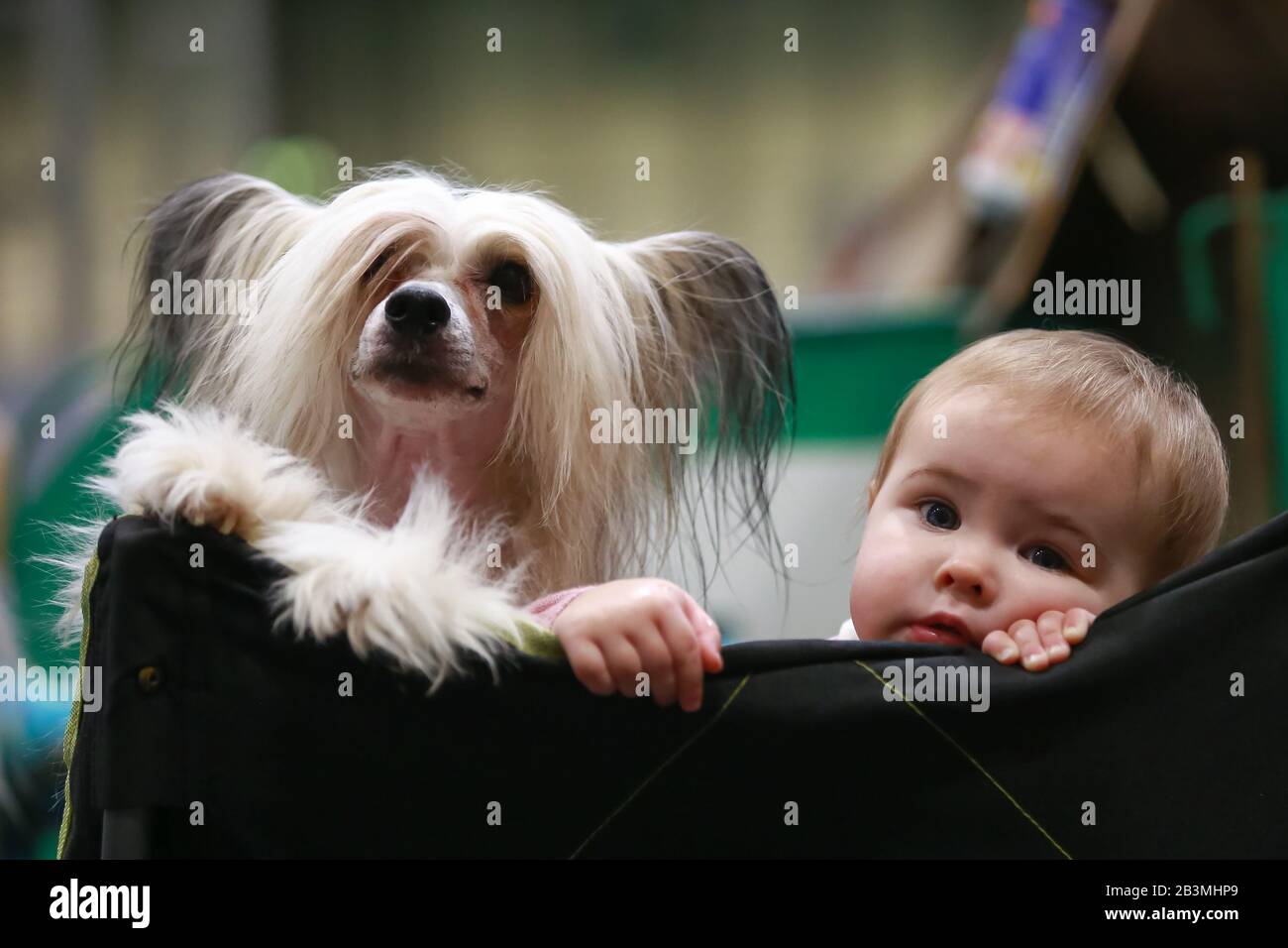 Birmingham NEC, Regno Unito. Lottie di 8 mesi si siede con il suo amico doggy Joey, una razza cinese Crested, durante il primo giorno di Crufts al NEC, Birmingham Credit: Peter Lopeman/Alamy Live News Foto Stock