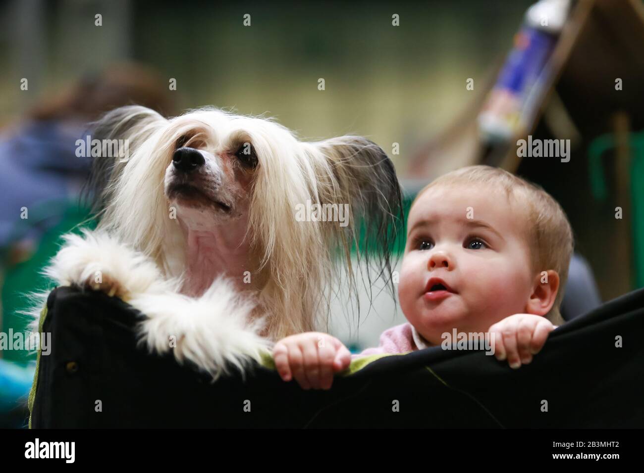 Birmingham NEC, Regno Unito. Lottie di 8 mesi si siede con il suo amico doggy Joey, una razza cinese Crested, durante il primo giorno di Crufts al NEC, Birmingham Credit: Peter Lopeman/Alamy Live News Foto Stock