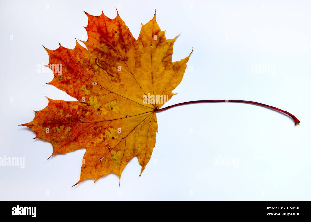 Herbstblatt, Spitzahorn Foto Stock