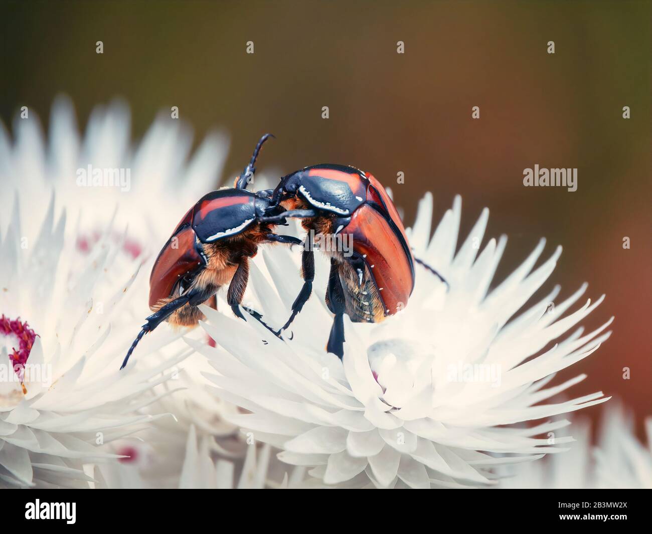 Due coleotteri, forse protea fauci o scimmia, lottano su un fiore di carta a margherita sollevato sulle gambe posteriori, spingendo l'uno contro l'altro gli arti anteriori Foto Stock