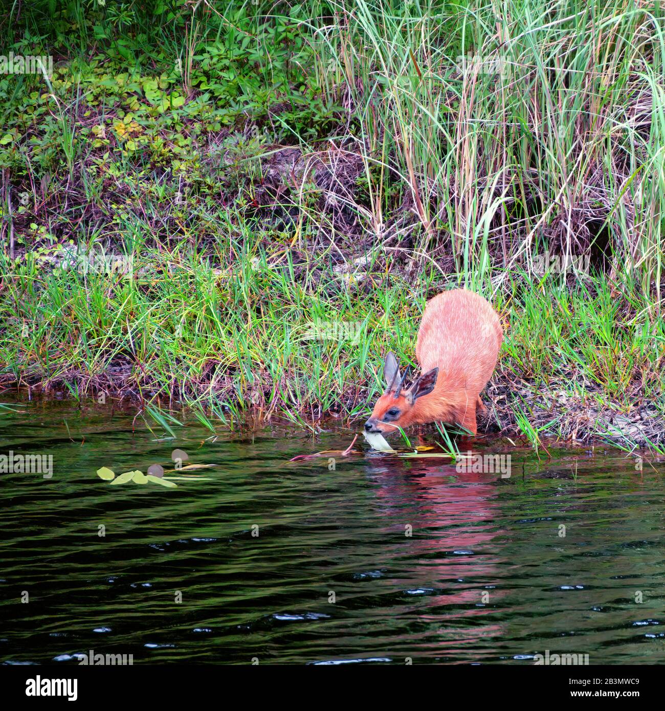 Un grisbok del capo raggiunge fuori in un forelegs del fiume nell'acqua per sgranocchiare delicatamente su una foglia di una pianta acquatica Foto Stock