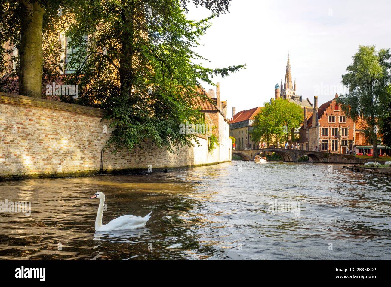 Un cigno in un canale di Bruges e la Chiesa di Nostra Signora (Onze-lieve-Vrouwekerk) in background - Bruges, Belgio Foto Stock