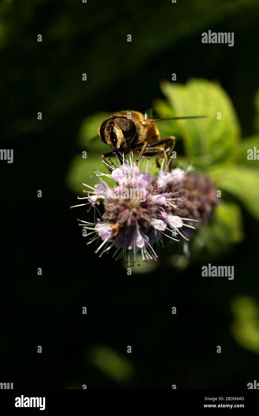 Ape del miele (Apis mellifera) che succhia il polline del nettare dal fiore selvatico. Foto Stock