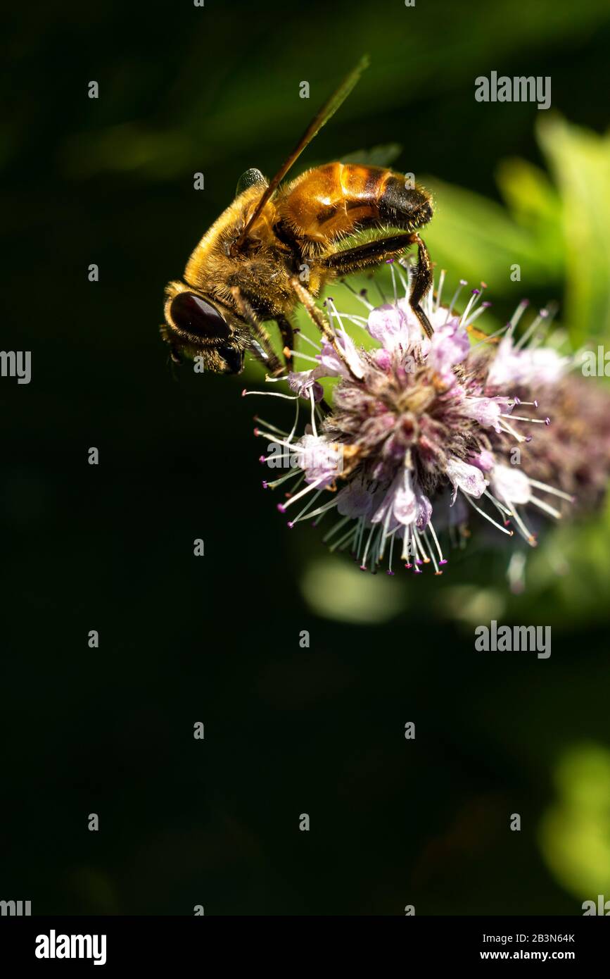 Ape del miele (Apis mellifera) che succhia il polline del nettare dal fiore selvatico. Foto Stock