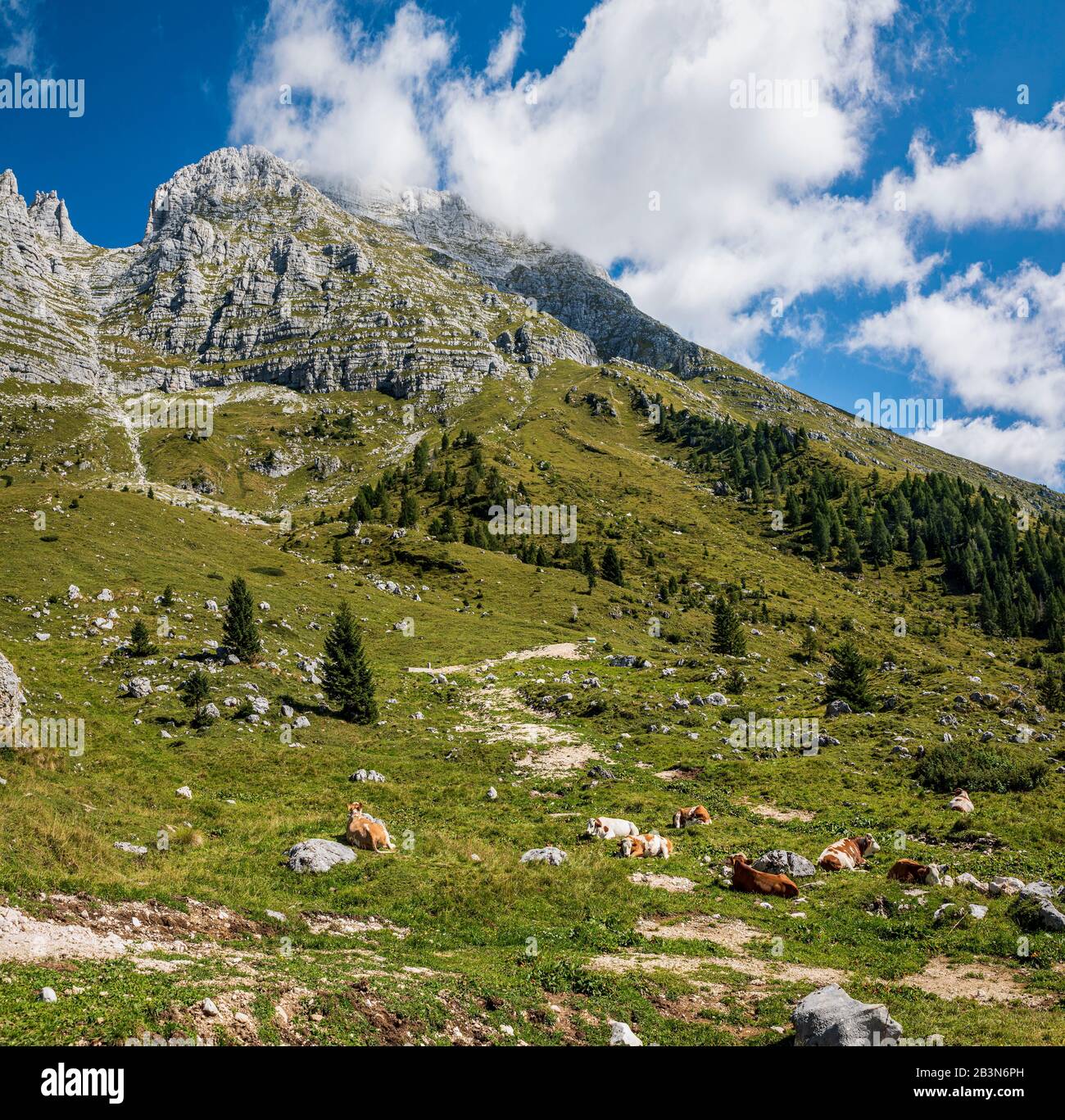 Molte mucche poggiano sui pascoli per l'allevamento libero, sull'altopiano del Montasio nel nord-est dell'Italia. Foto Stock