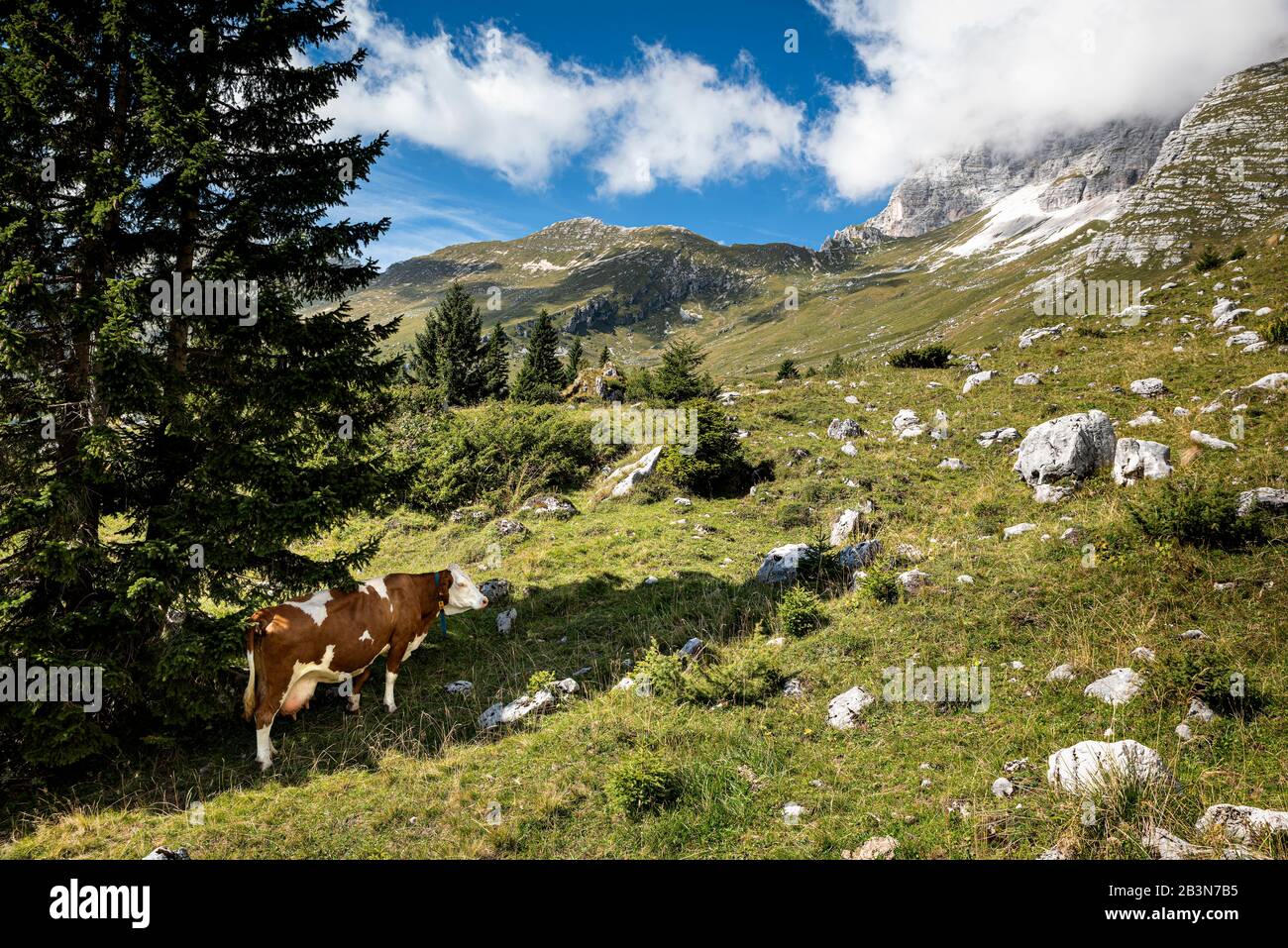 Mucca in cerca di raffreddamento all'ombra di un albero di conifere, sui pascoli Montasio Plateau in estate. Alpi Giulie nel nord-est Italia. Foto Stock