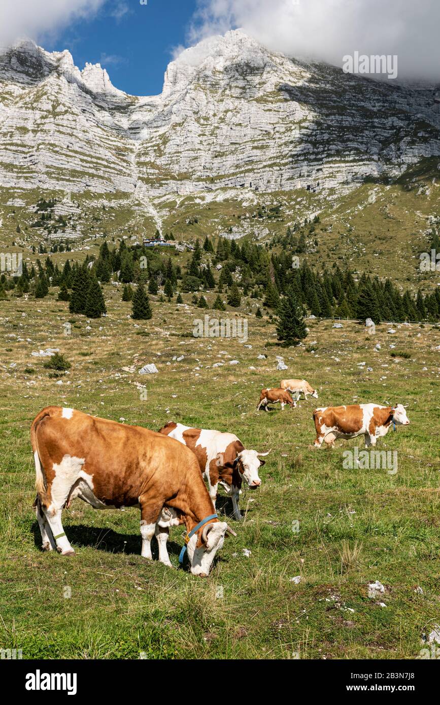 Molte mucche pascolano erba in allevamento libero, sull'altopiano del Montasio. Alpi Giulie nel nord-est Italia. Foto Stock