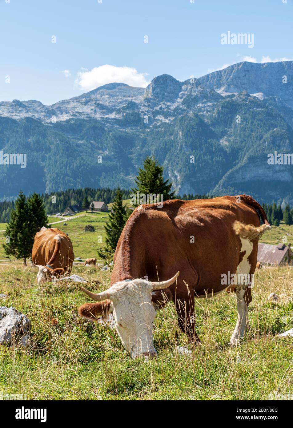 Pascolo di mucche in allevamento libero, sull'altopiano del Montasio. Il Massiccio Kanin sullo sfondo. Foto Stock