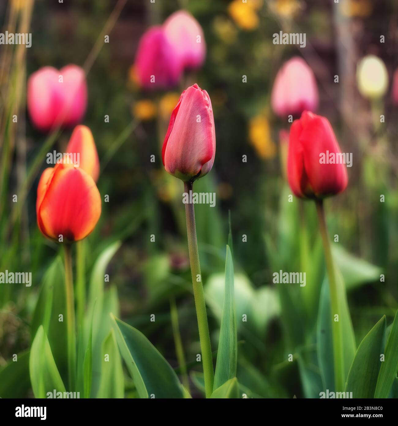 Un piccolo giardino urbano pieno di tulipani uno al centro del tiro a fuoco i tulipani circostanti fuori fuoco creando un modello astratto di colore Foto Stock