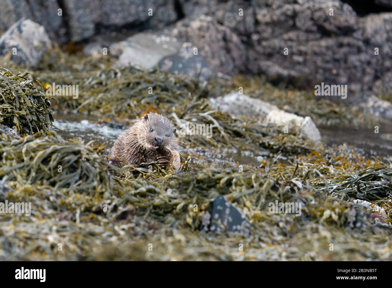 Primo piano di un giovane cucciolo di lontra europeo (Lutra lutra) che mangia un pesce piatto sulla riva Foto Stock