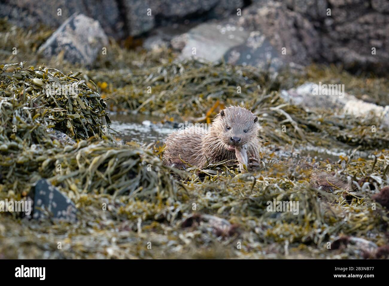 Primo piano di un giovane cucciolo di lontra europeo (Lutra lutra) che mangia un pesce piatto sulla riva Foto Stock