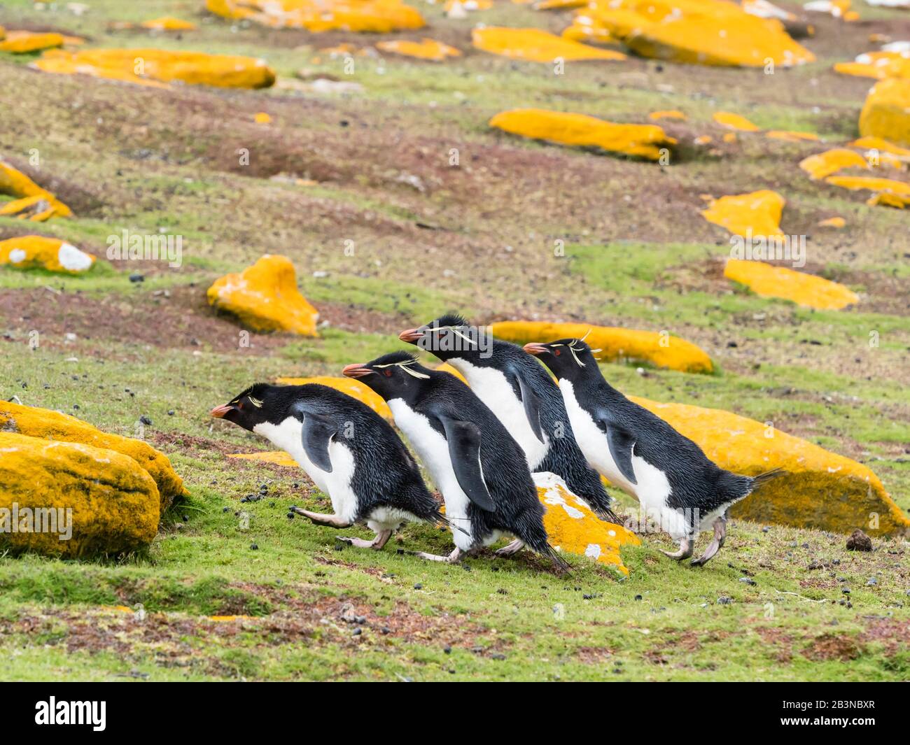 Pinguini adulti del sud delle rockhopper (Eudyptes Chrysocome), sull'isola di Saunders, Isole Falkland, Sud America Foto Stock