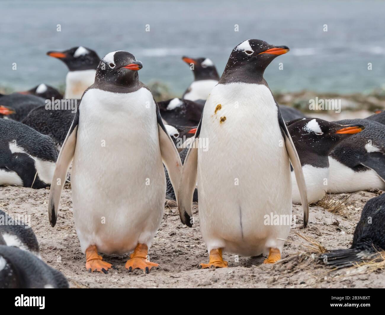 Pinguini Gentoo (Pygoscelis papua) nel sito di nidificazione su Bull Point, East Island, Isole Falkland, Sud America Foto Stock
