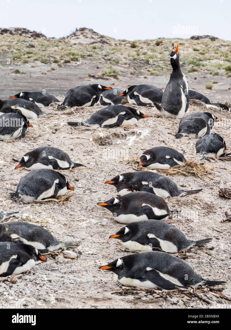 Pinguini Gentoo (Pygoscelis papua) nel sito di nidificazione su Bull Point, East Island, Isole Falkland, Sud America Foto Stock