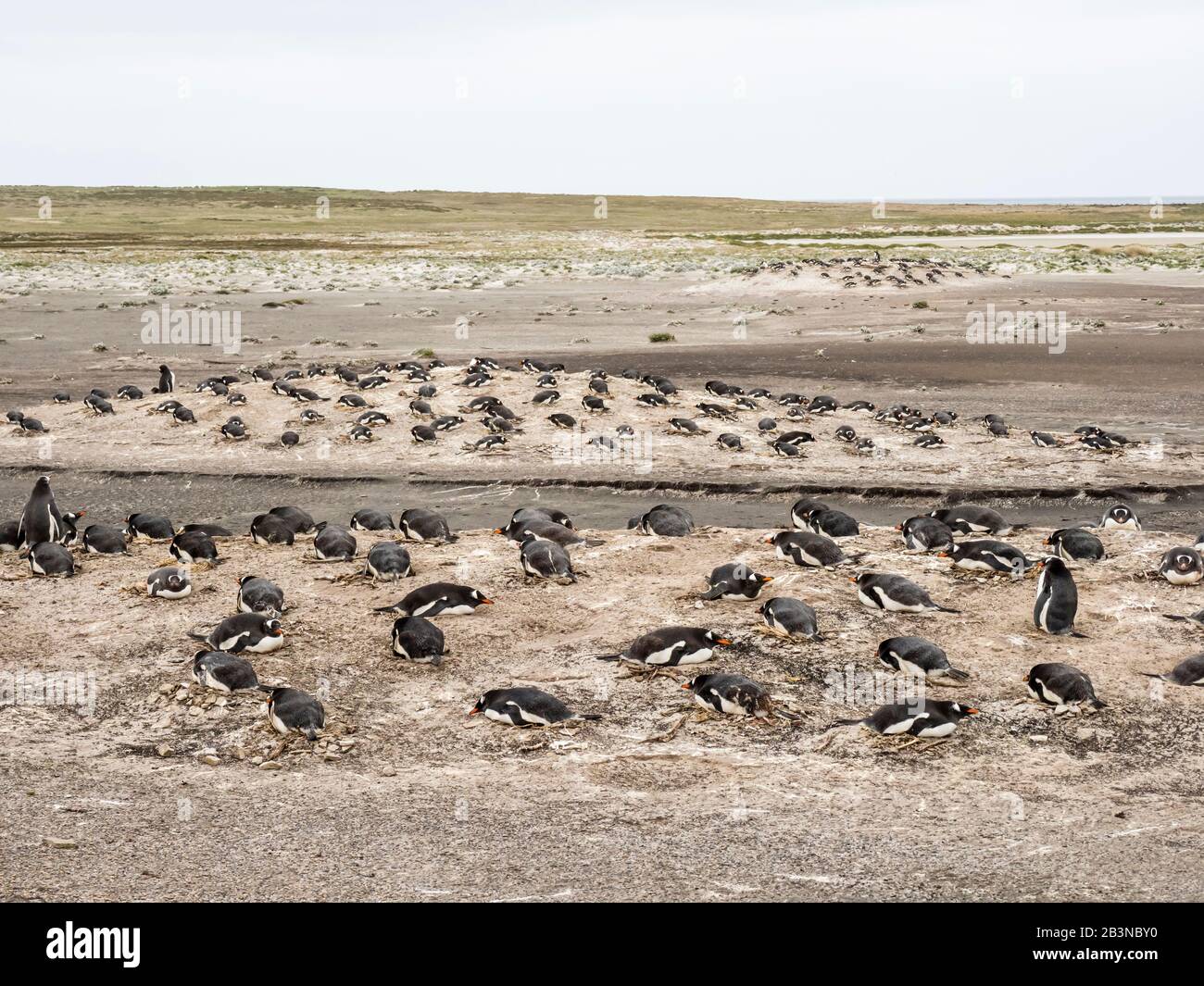 Pinguini Gentoo (Pygoscelis papua) nel sito di nidificazione su Bull Point, East Island, Isole Falkland, Sud America Foto Stock