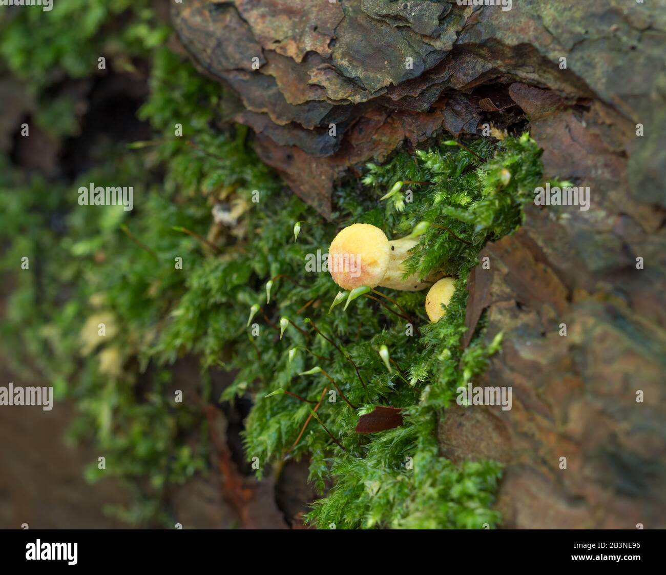 Giallo Fungo con muschio su tronco di albero morto in bosco. Foto Stock