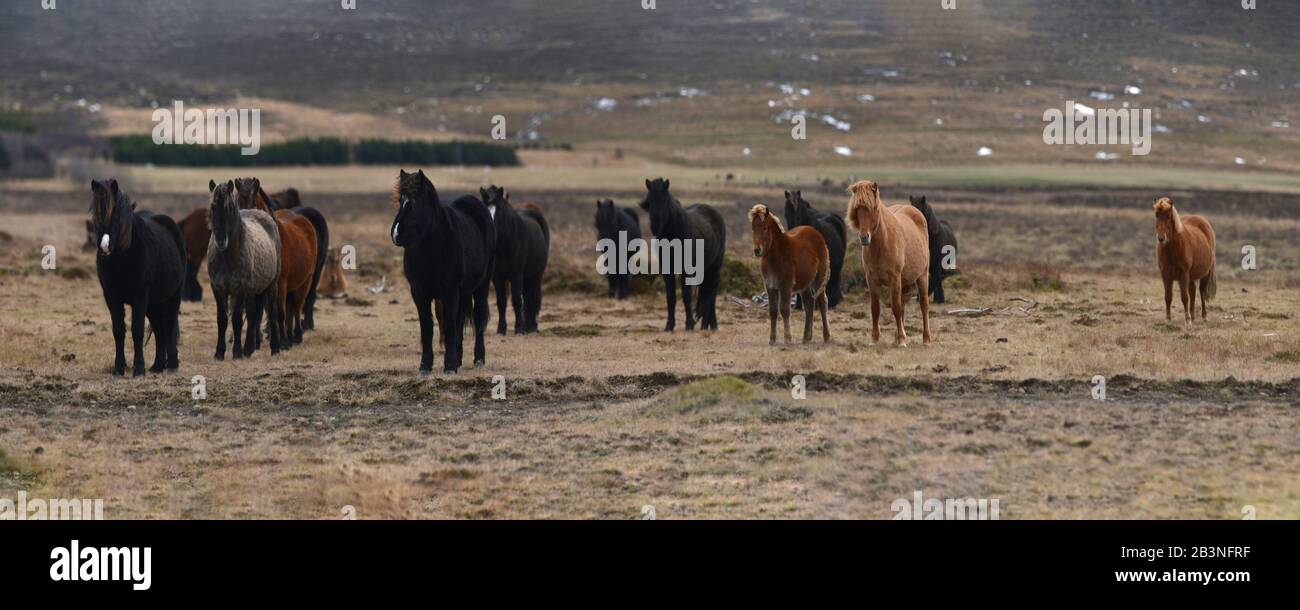 Cavalli islandesi, Islanda, regioni polari Foto Stock