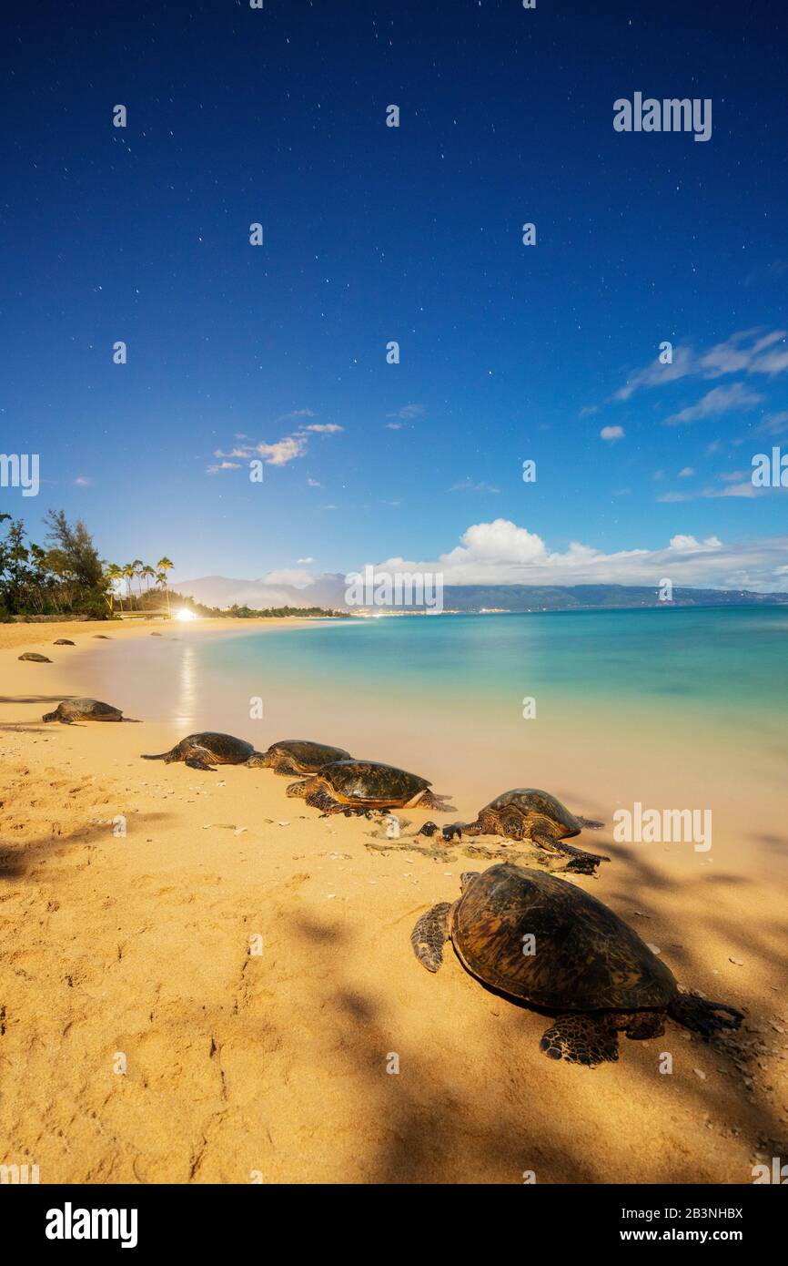 Tartarughe Verdi (Chelonia Mydas) Su Baldwin Beach, Maui Island, Hawaii, Stati Uniti D'America, Nord America Foto Stock