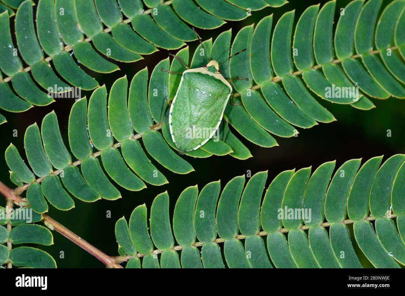 Comune Green Shield Bug Palomena prasina su Bipinnate Leaf di Albizia o di Albizia Jubibbrissin aka Siris Rosa Foto Stock