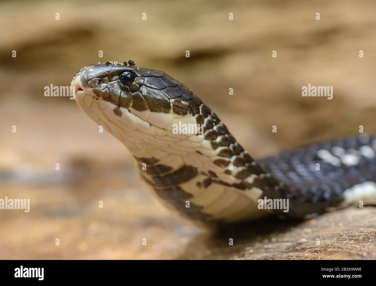 ritratto di serpente cobra che eleva la testa nello zoo Foto Stock