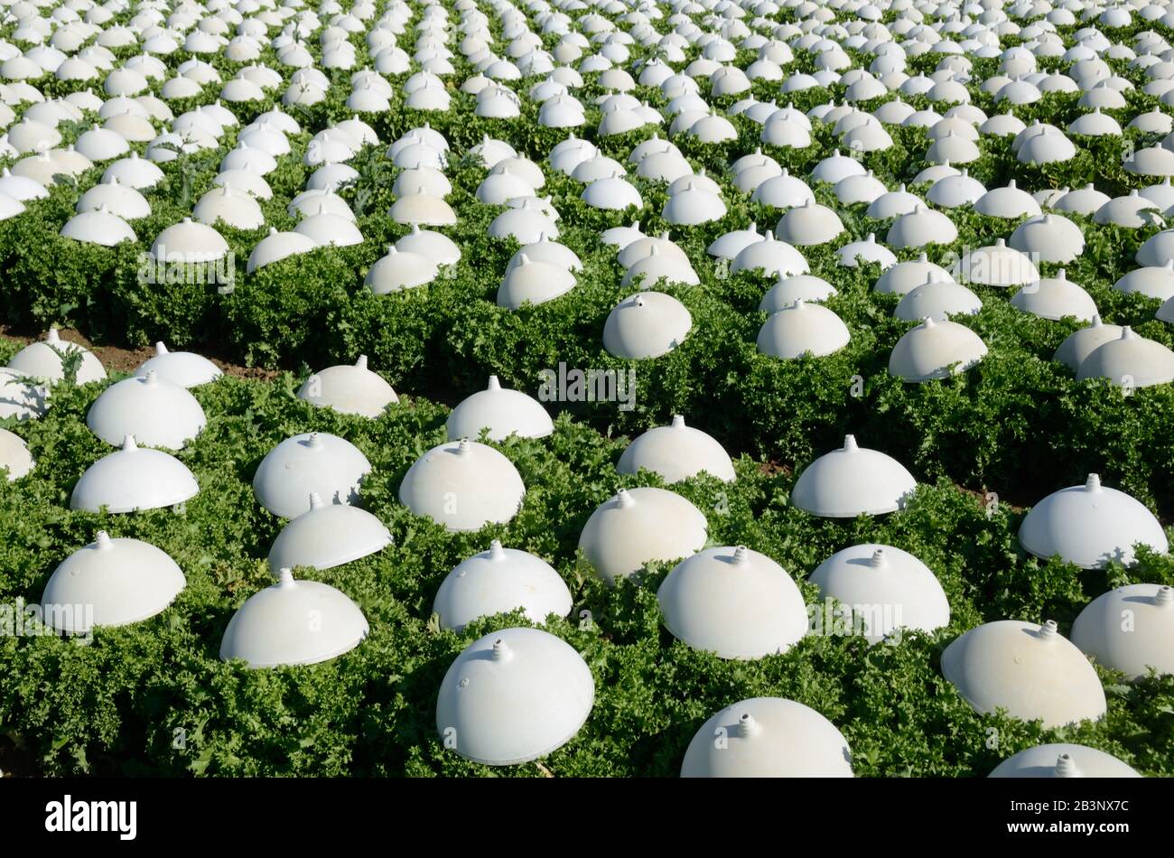 File di lattughe che crescono sotto chiocciole di plastica in campo di agricoltura intensiva, giardinaggio di mercato o orticoltura Provenza Francia Foto Stock