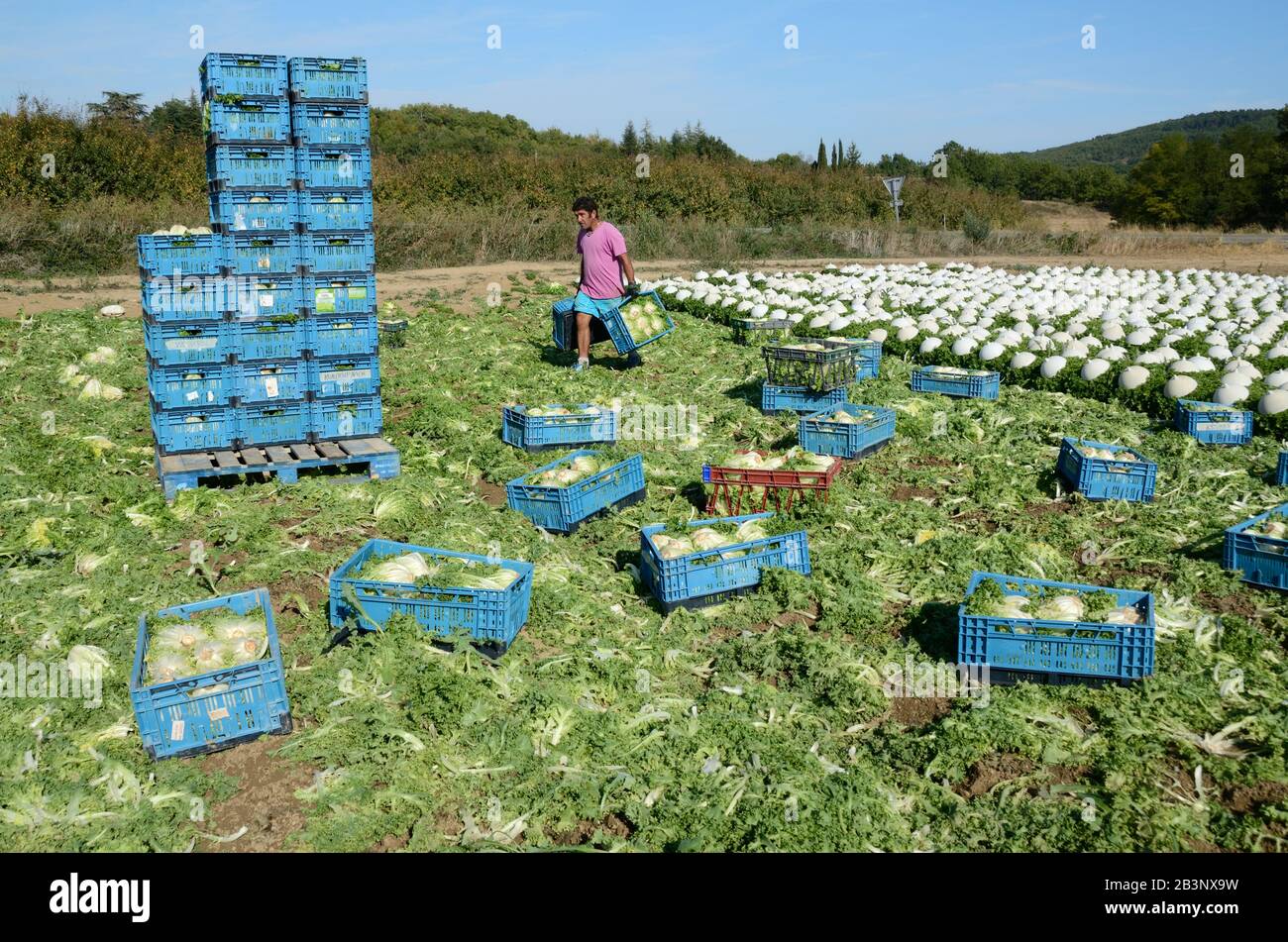 Farm Worker Stacking scatole di lattuga o lattughe che crescono sotto Chiocce di plastica in campo di agricoltura intensiva o orticoltura Provenza Francia Foto Stock