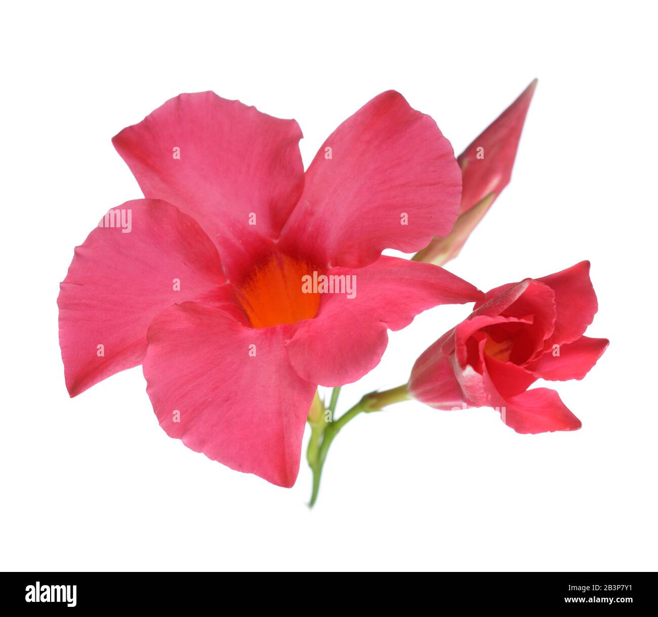 Magenta Dipladenia fiori e boccioli isolato su bianco Foto Stock