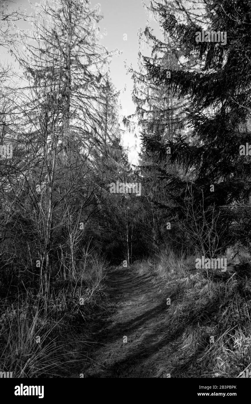 Piccolo sentiero forestale in inverno nella riserva naturale Urwald Sababurg a Reinhardswald, foto in bianco e nero Foto Stock