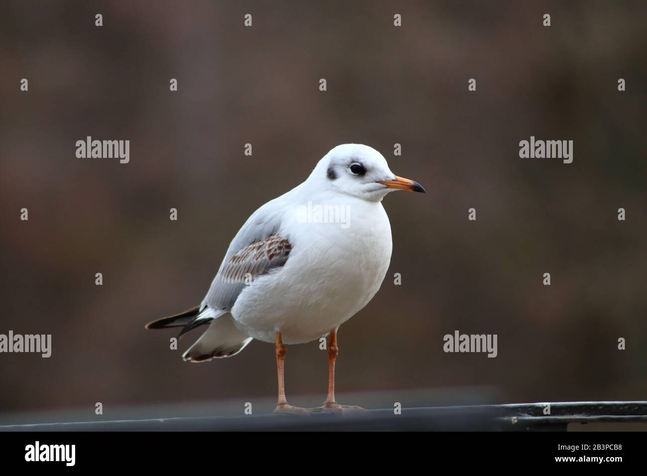 Giovane gabbiano rosso-fatturato, primo piano Foto Stock